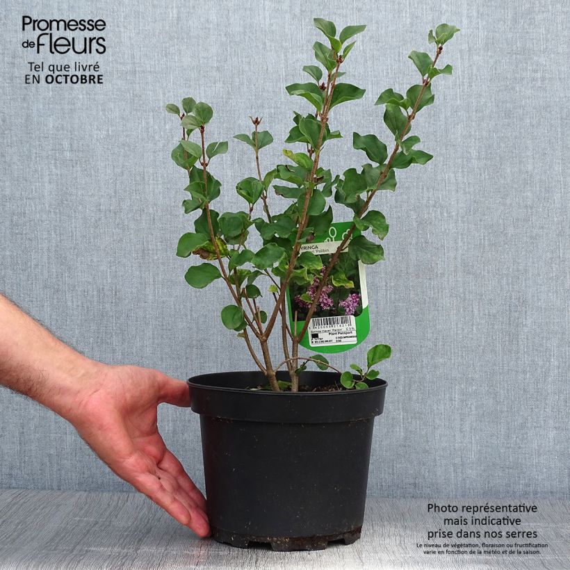 Exemplar von Lilas - Syringa meyeri Palibin Pot de 2L/3L wie im Herbst geliefert