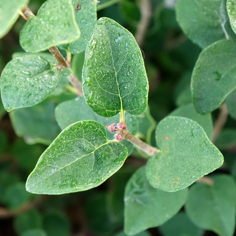 Syringa Tinkerbelle - Zwerg-Duftflieder (Laub)