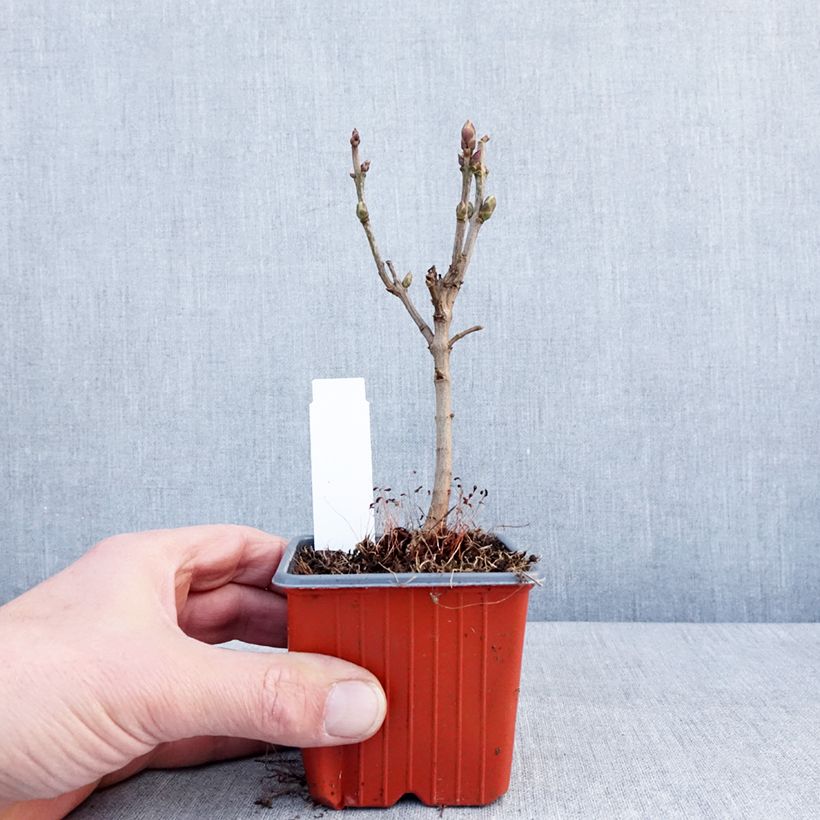 Exemplar von Edelflieder Aucubaefolia - Syringa Kleine Töpfe von 8/9 cm wie im Winter geliefert