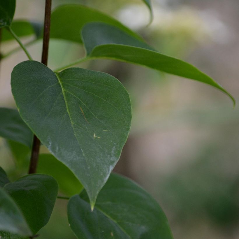 Edelflieder Madame Lemoine - Syringa vulgaris (Laub)