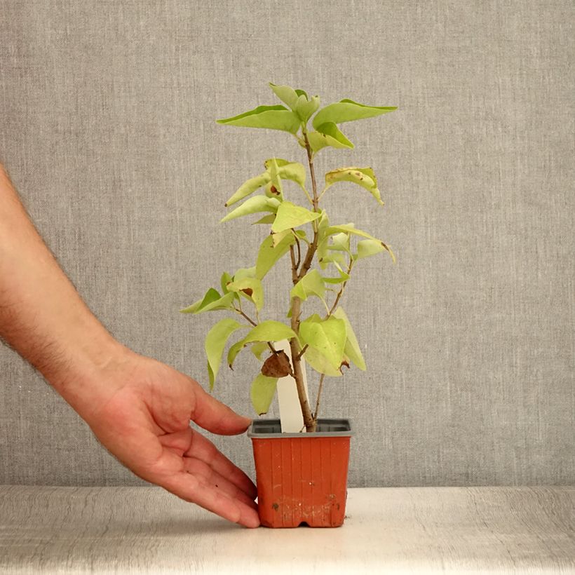 Exemplar von Lilas - Syringa vulgaris Nadezhda - Godet de 8/9 cm wie im Sommer geliefert