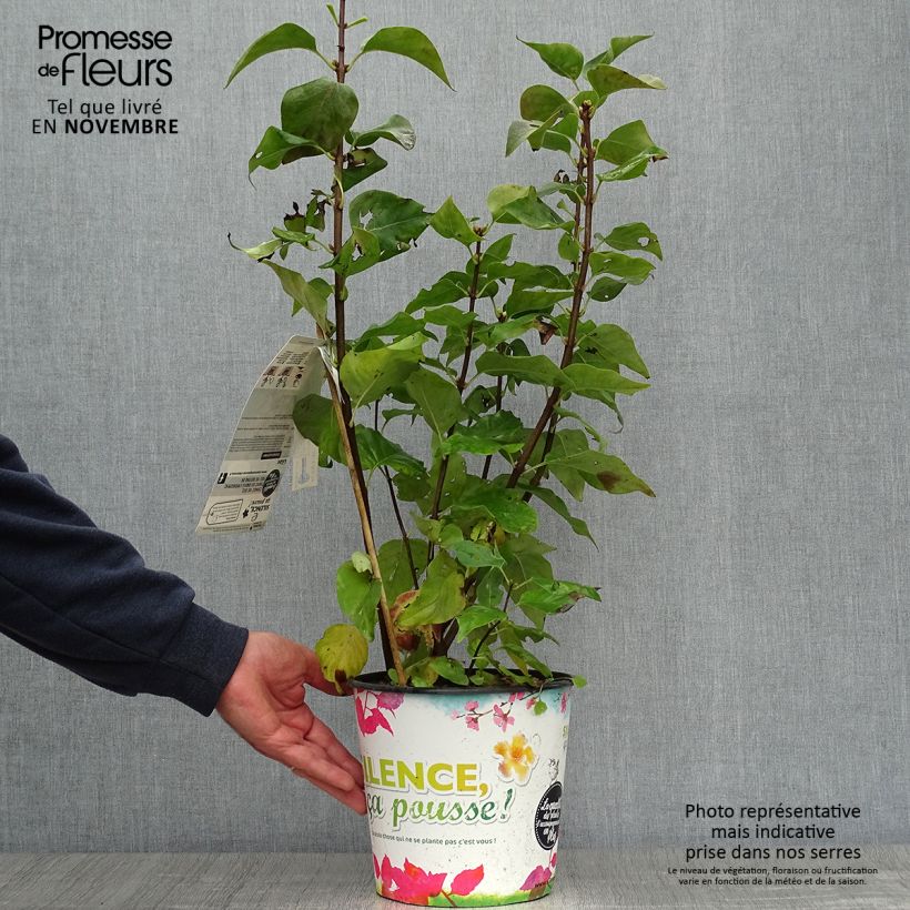 Exemplar von Lilas - Syringa vulgaris Zhemchuzhina Pot de 4L/5L wie im Herbst geliefert