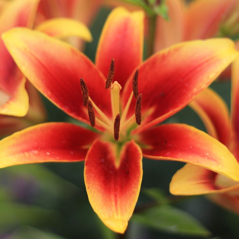 Orientalische Lilie Avalon Sunset - Lilium (Blüte)