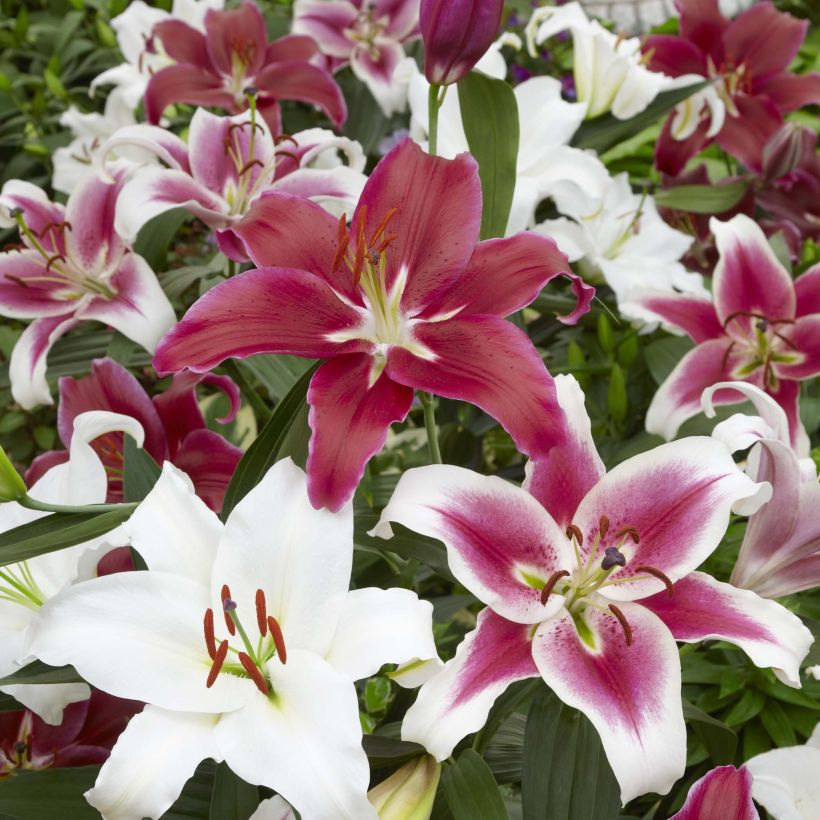 Orientalische Lilie Mix - Lilium (Blüte)