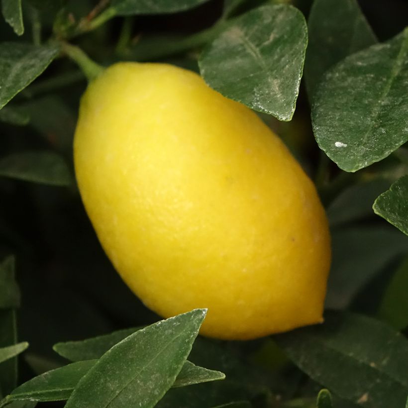 Limequat - Citrus floridana (Ernte)