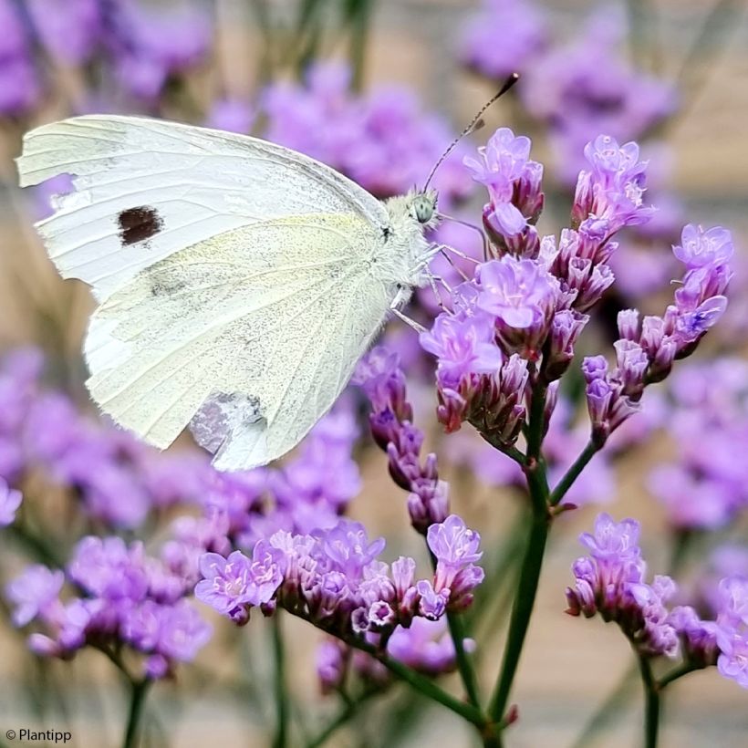 Limonium gmelinii Dazzle Rocks - Blauer Strandflieder (Blüte)