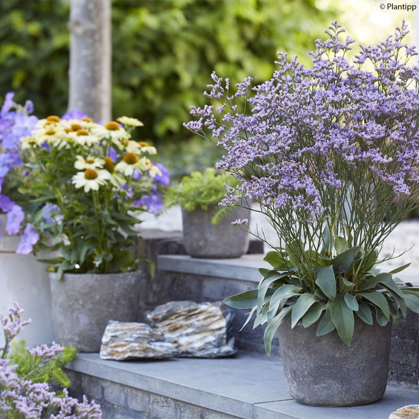 Limonium gmelinii Dazzle Rocks - Blauer Strandflieder (Hafen)