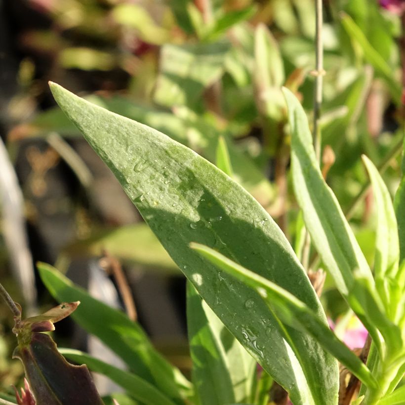 Iberisches Leinkraut - Linaria triornithophora (Laub)