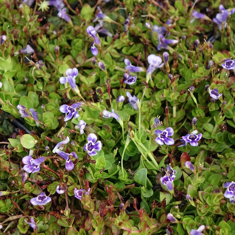 Lindernia grandiflora - Großblütiges Büchsenkraut (Blüte)