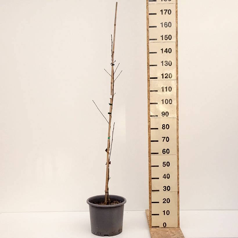 Exemplar von Liquidambar formosana - Chinesischer Amberbaum Topf mit 12L/15L wie im Winter geliefert