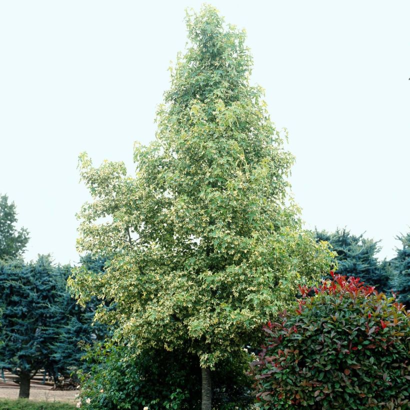 Liquidambar styraciflua Albomarginata Manon - Amberbaum (Hafen)