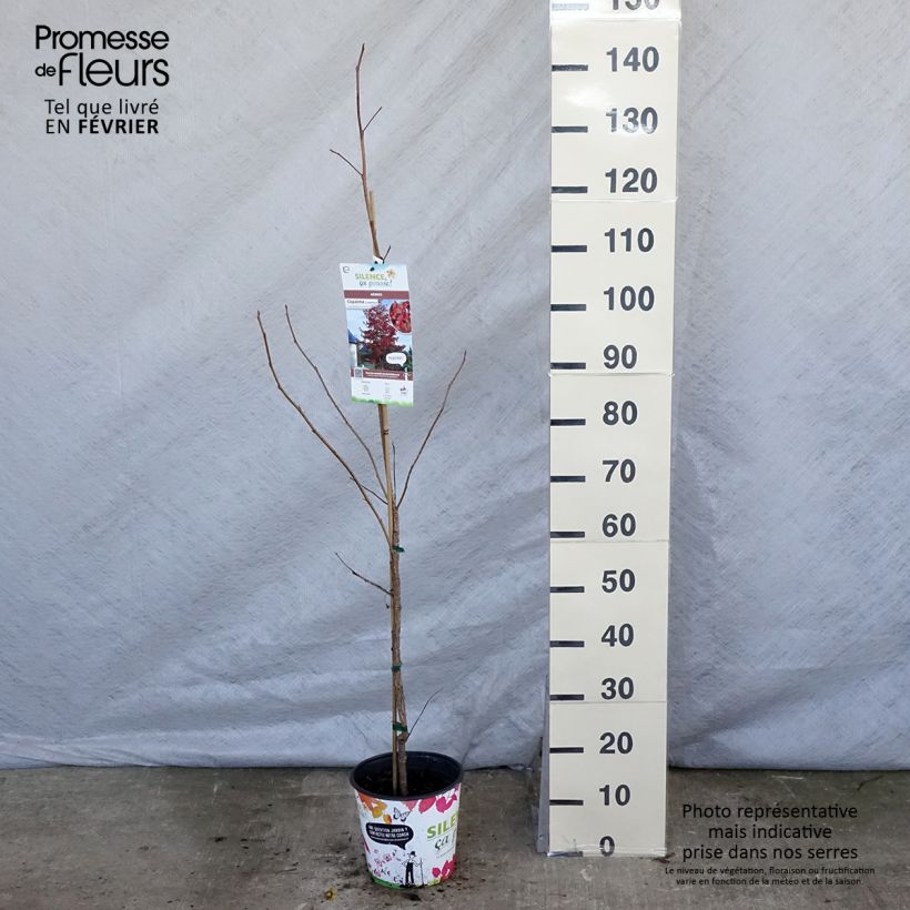 Exemplar von Liquidambar styraciflua en pot de 3L/4L wie im Winter geliefert