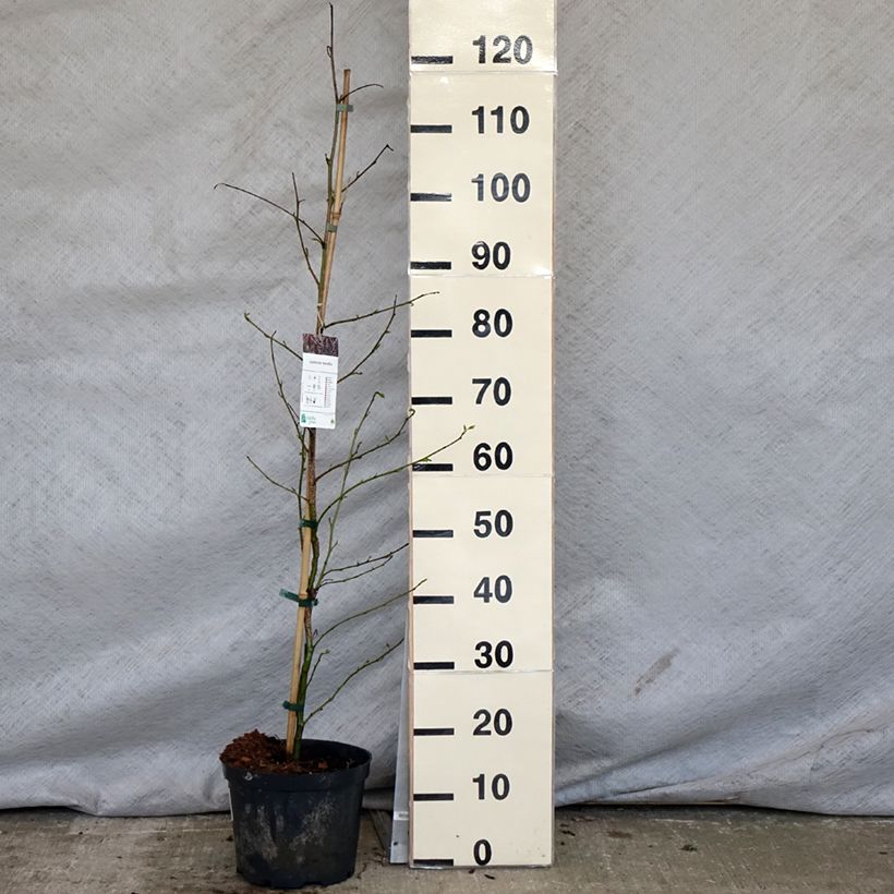 Exemplar von Liquidambar styraciflua - Amberbaum Topf mit 3L/4LGelieferte Höhe ca. 50/+cm wie im Frühjahr geliefert