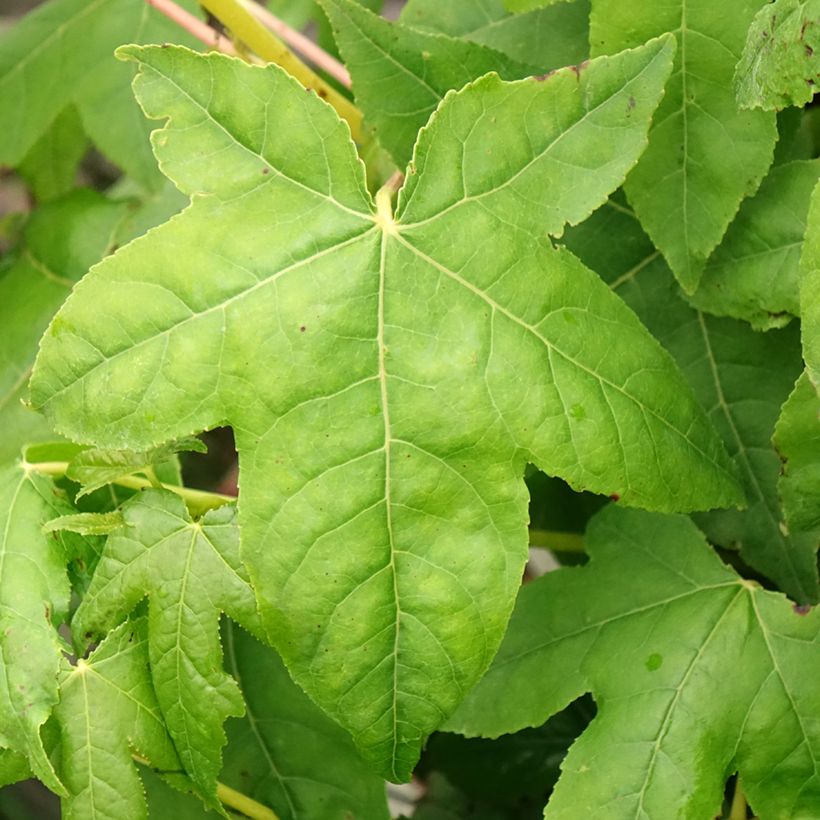 Liquidambar styraciflua Golden Sun - Amberbaum (Laub)