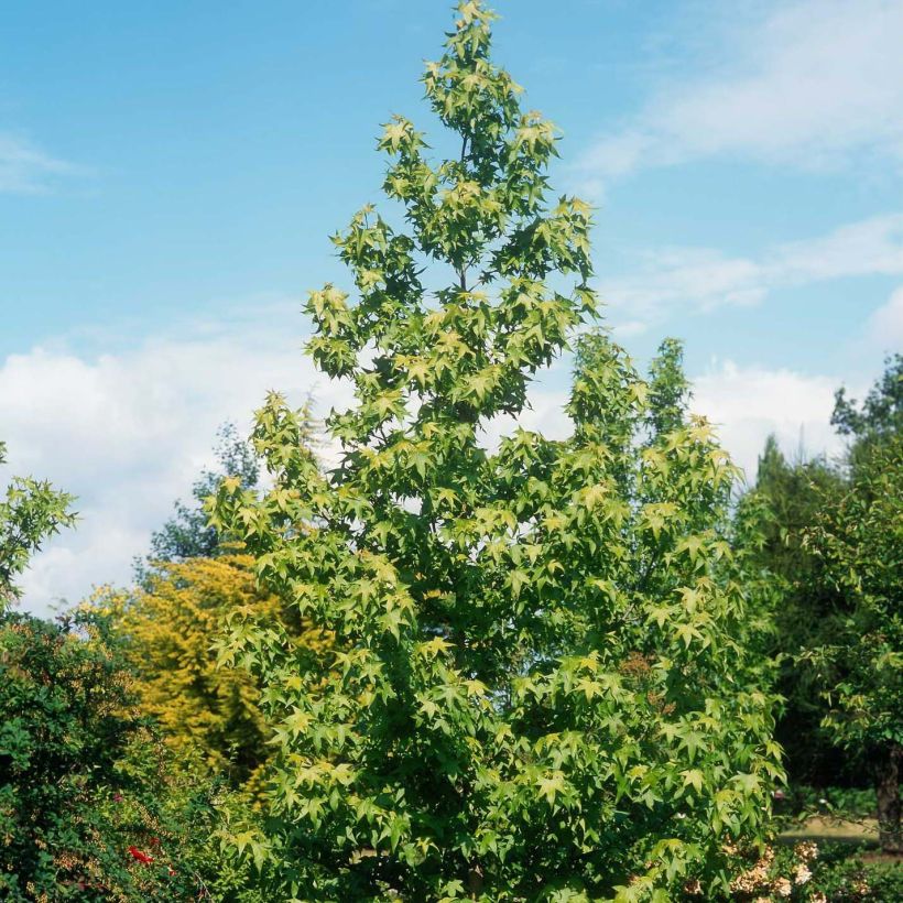 Liquidambar styraciflua Thea - Amberbaum (Hafen)