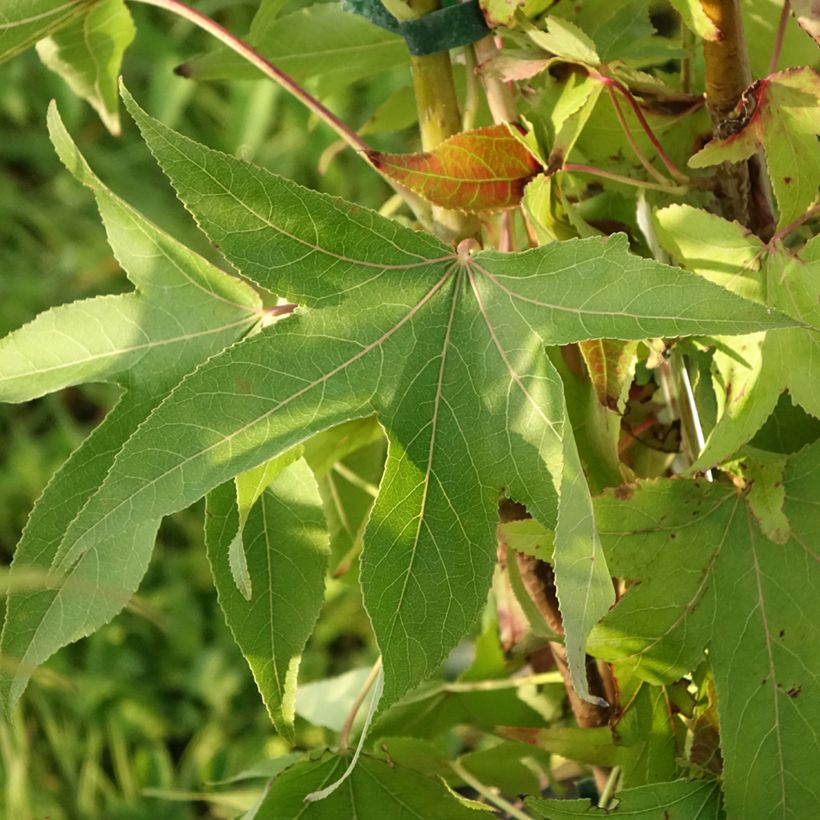 Liquidambar styraciflua Thea - Amberbaum (Laub)