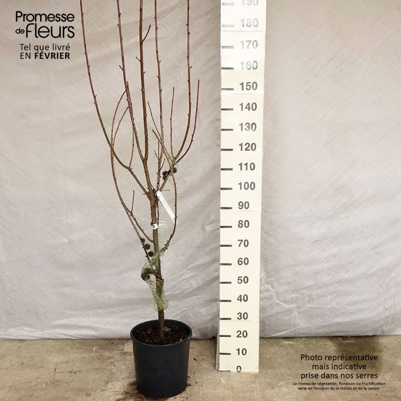 Exemplar von Liquidambar styraciflua Worplesdon - Pot de 15L wie im Winter geliefert