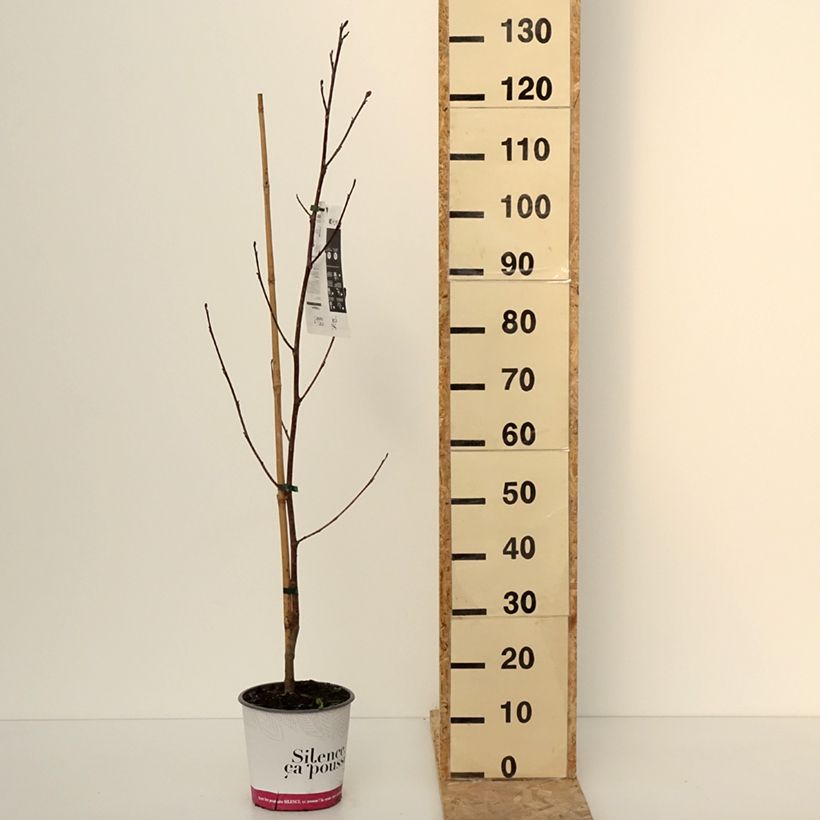 Exemplar von Liriodendron tulipifera Fastigiata - Tulpenbaum Topf mit 4L/5LGelieferte Höhe ca. 100/125cm wie im Winter geliefert