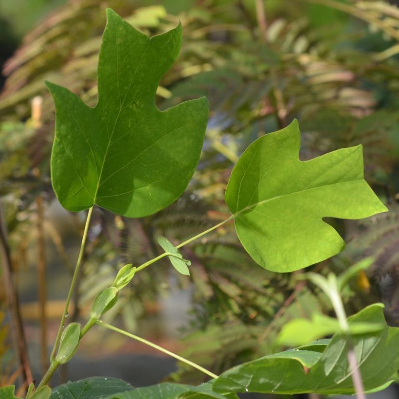 Liriodendron tulipifera - Tulpenbaum (Laub)