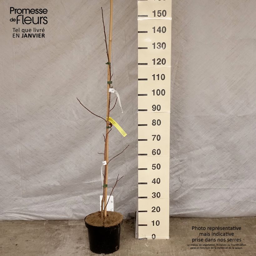 Exemplar von Liriodendron tulipifera - Tulipier de Virginie Pot de 7,5L/10L wie im Winter geliefert