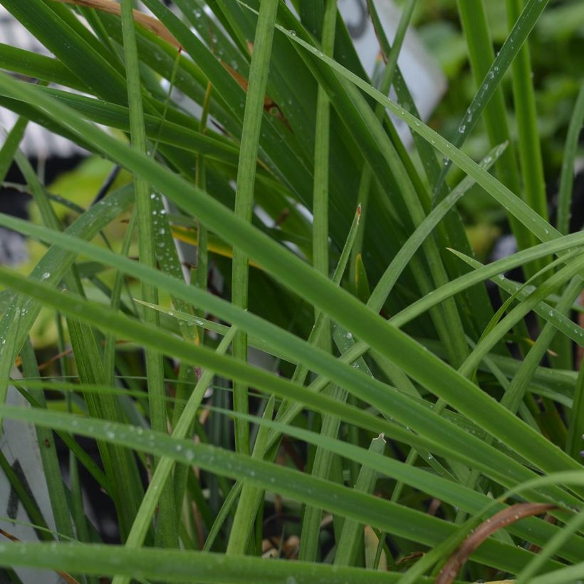 Liriope muscari - Lilientraube (Laub)