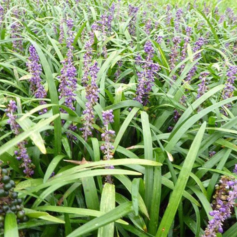 Liriope muscari Evergreen Giant (Blüte)