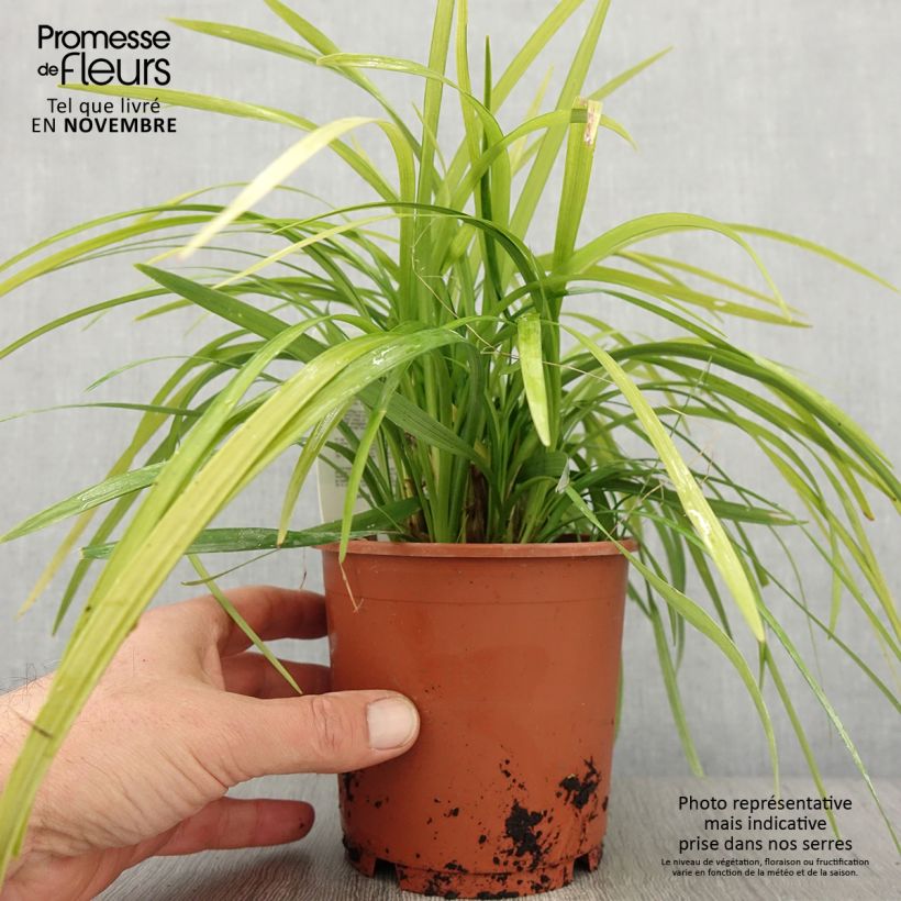 Exemplar von Liriope muscari Evergreen Giant en pot de 1L/1.5L wie im Herbst geliefert