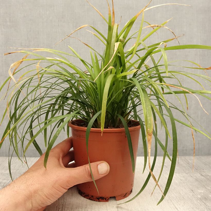 Exemplar von Liriope muscari Evergreen Giant en pot de 1L/1.5L wie im Frühjahr geliefert