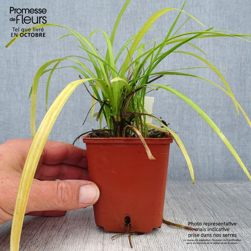 Exemplar von Liriope muscari Evergreen Giant Godet de 9cm wie im Herbst geliefert