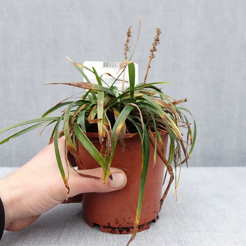 Exemplar von Liriope muscari Ingwersen - Lilientraube Topf mit 1L/1,5L wie im Winter geliefert