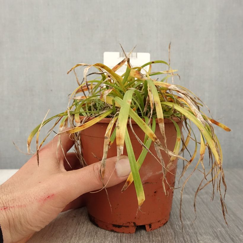 Exemplar von Liriope muscari Ingwersen - Lilientraube Topf mit 1L/1,5L wie im Frühjahr geliefert