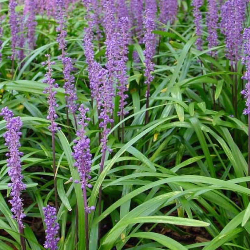 Liriope muscari Royal Purple - Lilientraube (Laub)