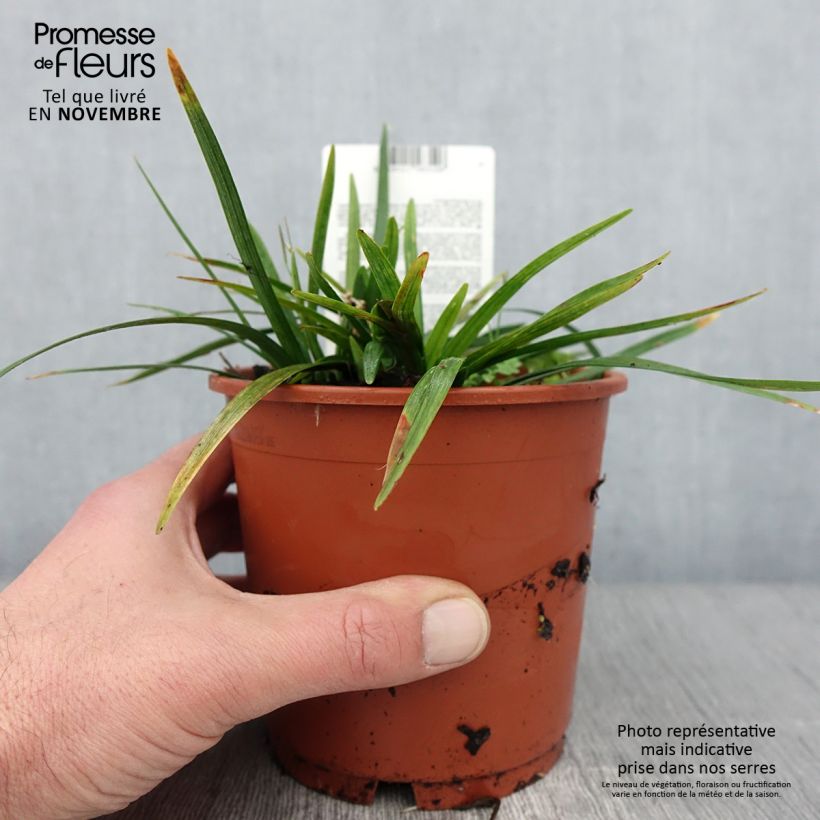 Exemplar von Liriope muscari Royal Purple - Lilientraube Topf mit 1L/1,5L wie im Herbst geliefert