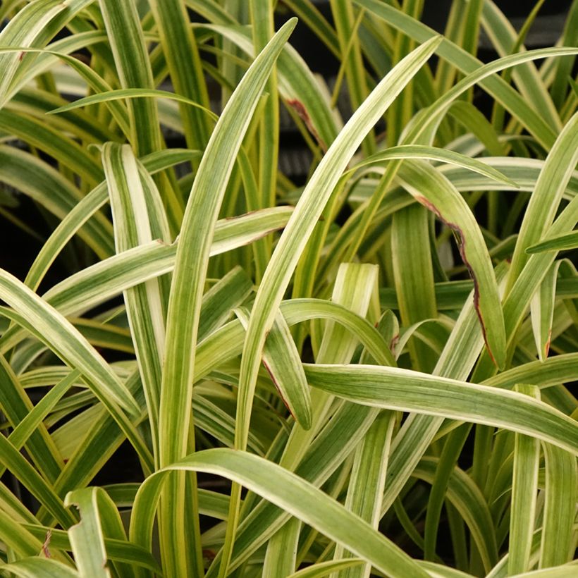 Liriope muscari Silvery Sunproof - Lilientraube (Laub)