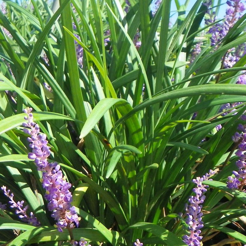 Liriope muscari Super Blue - Lilientraube (Laub)