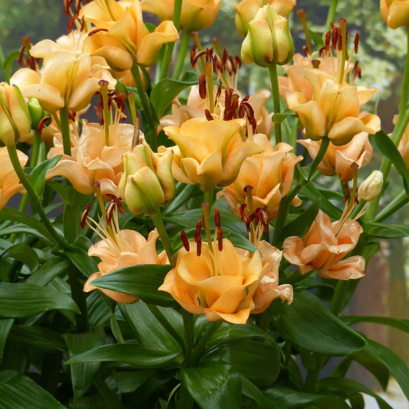 Orientalische Lilie Apricot Fudge - Lilium (Blüte)