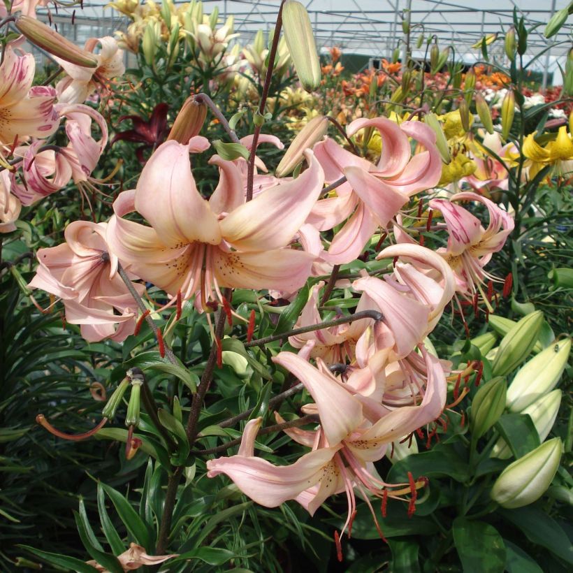 Orientalische Lilie Pink Flavour - Lilium (Blüte)