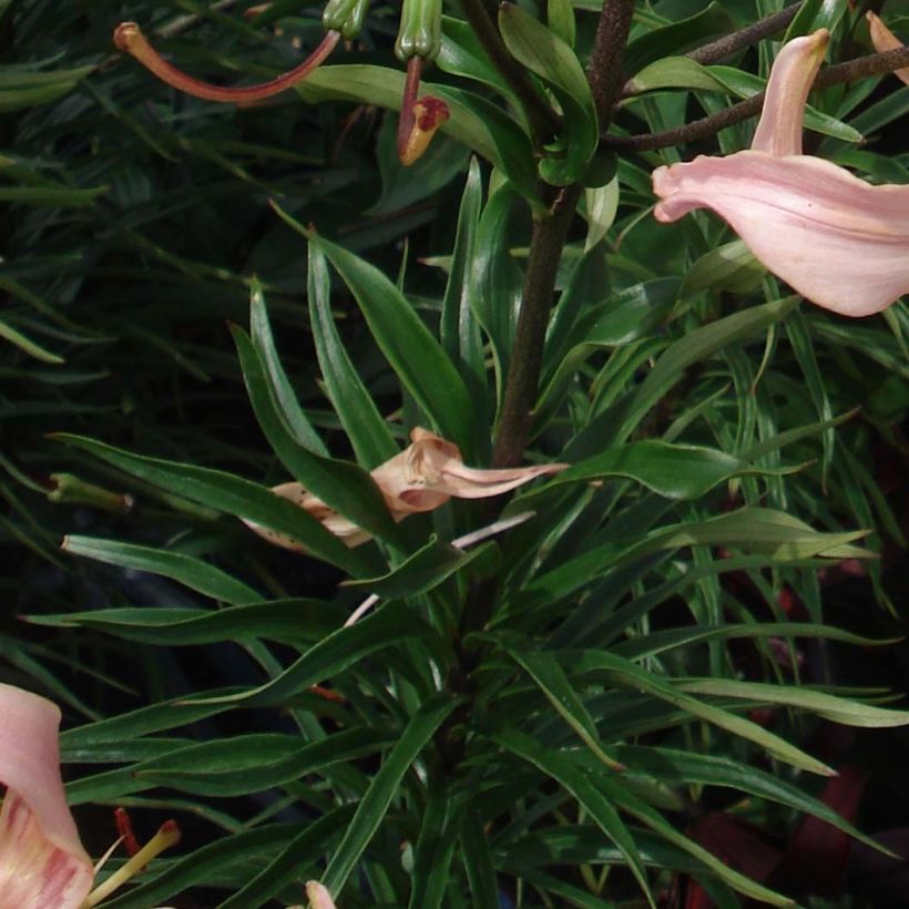 Orientalische Lilie Pink Flavour - Lilium (Laub)