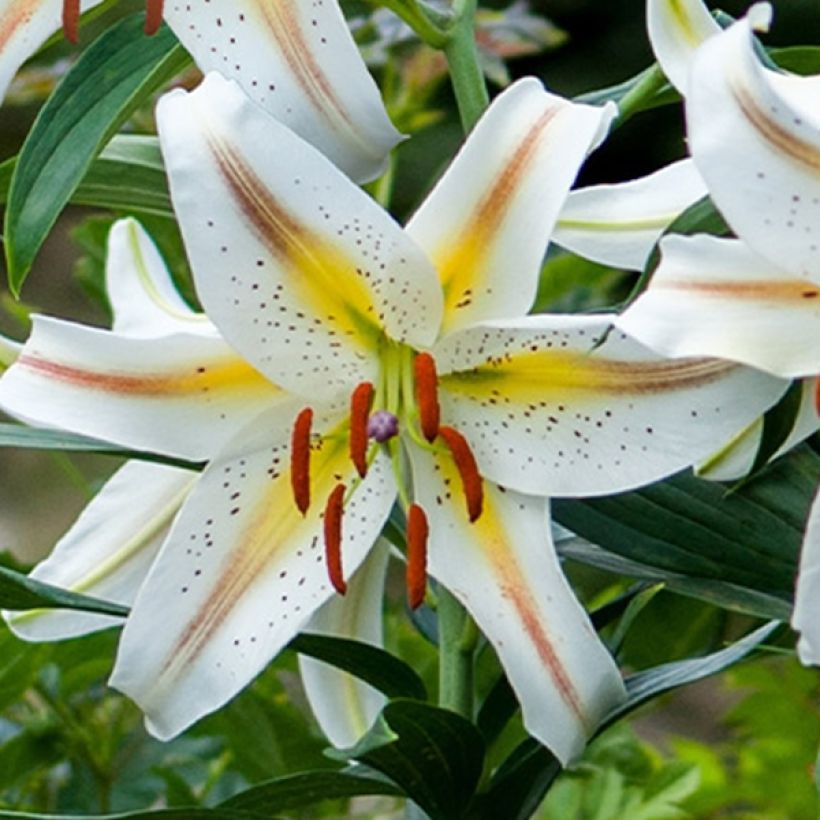 Orientalische Lilie Garden Party - Lilium (Blüte)