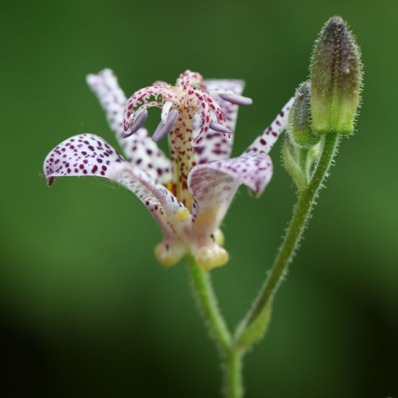 Tricyrtis hirta Tricyrtis hirta - Krötenlilie (Blüte)