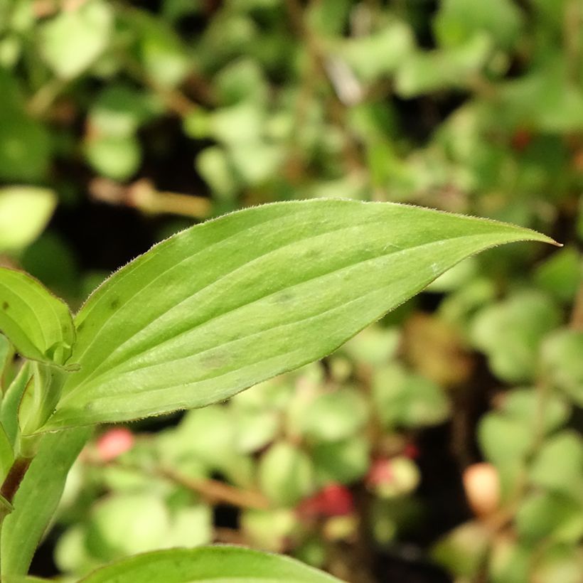 Tricyrtis hirta Miyazaki - Krötenlilie (Laub)