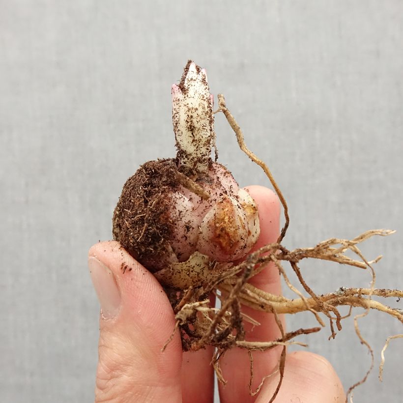 Exemplar von Lis trompette - Lilium Stargazer Bulbe wie im Frühjahr geliefert