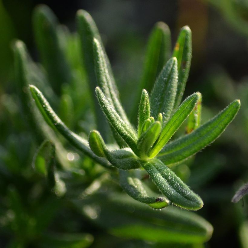 Steinsame Star - Lithodora diffusa (Laub)