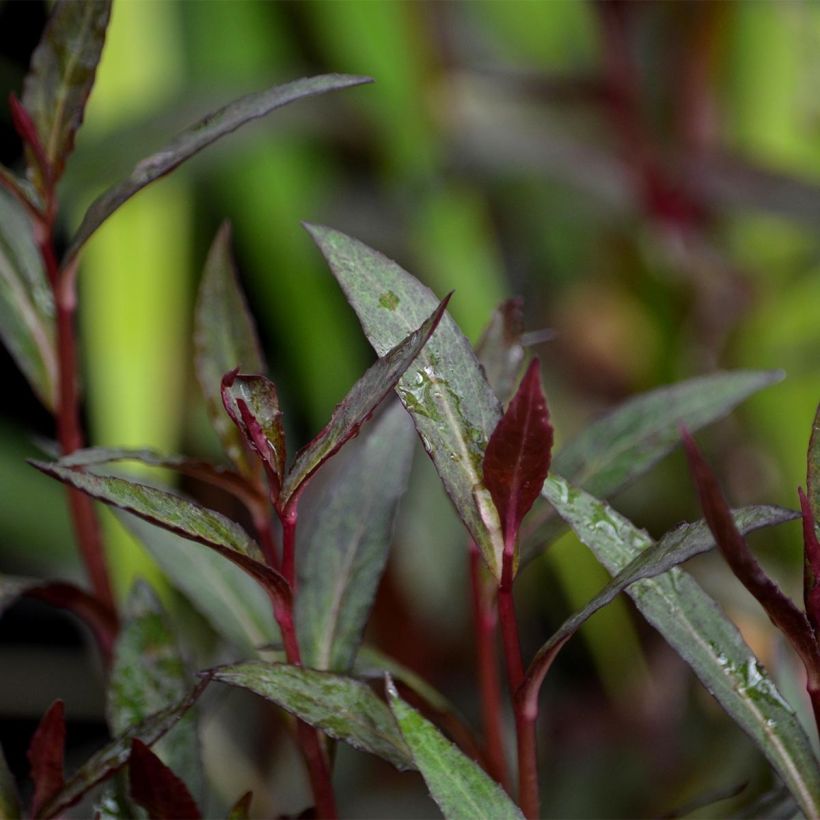 Stauden-Lobelie Queen Victoria - Lobelia fulgens (Laub)