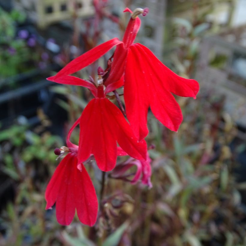 Stauden-Lobelie Queen Victoria - Lobelia fulgens (Blüte)