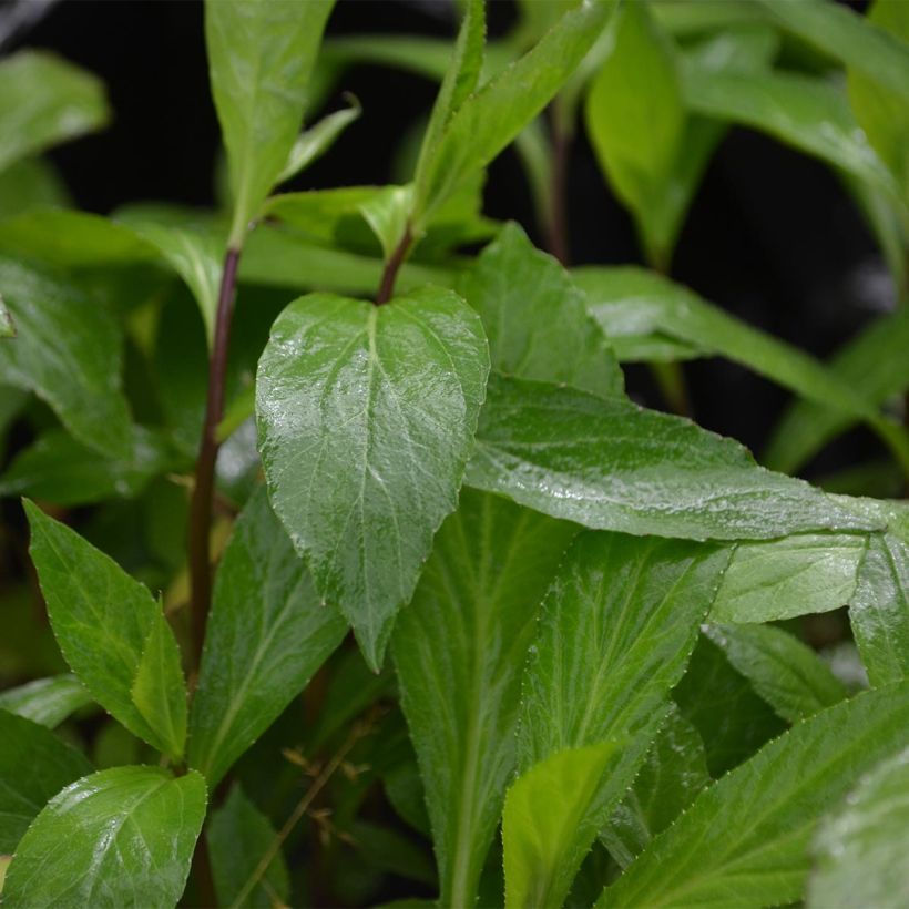 Lobelia gerardii Vedrariensis - Stauden-Lobelie (Laub)