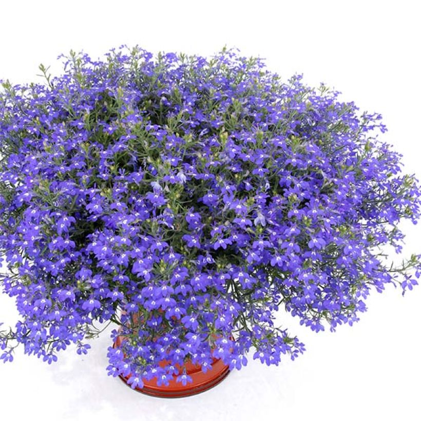 Lobelia erinus Anabel Blue - Lobelie (Hafen)