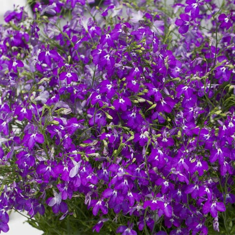 Lobelia erinus Purple Star - Lobelie (Blüte)