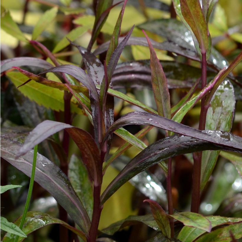 Prachtlobelie Russian Princess - Lobelia speciosa (Laub)