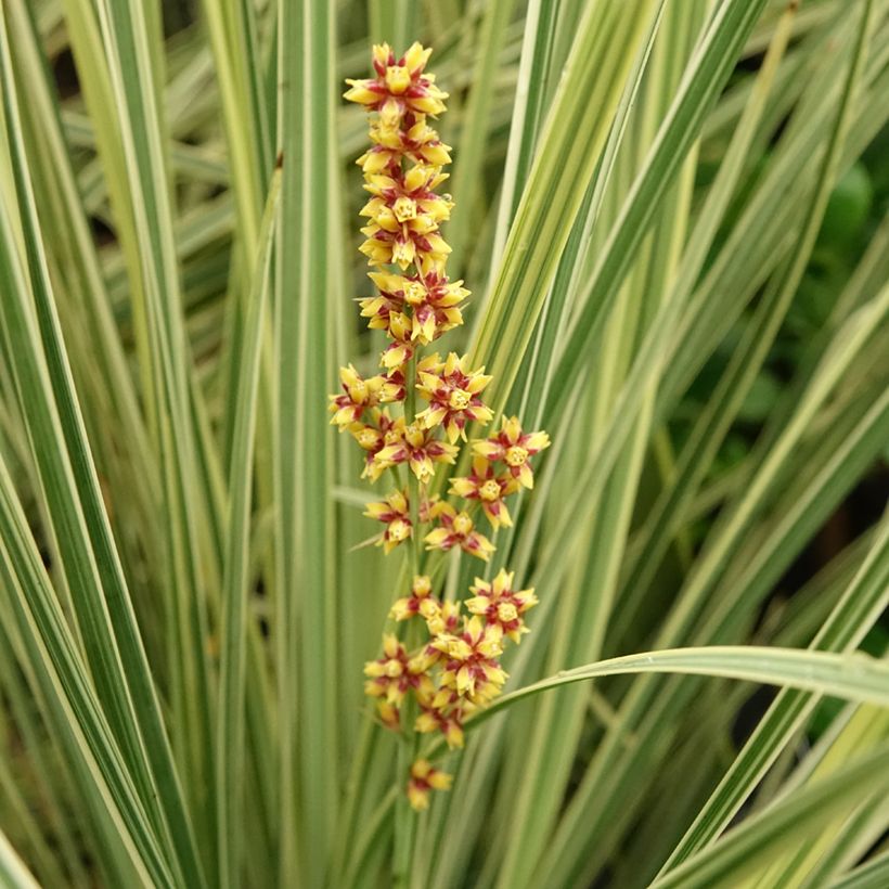 Lomandra longifolia White Sands (Blüte)